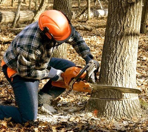 Tree Removal in Village Mills, TX